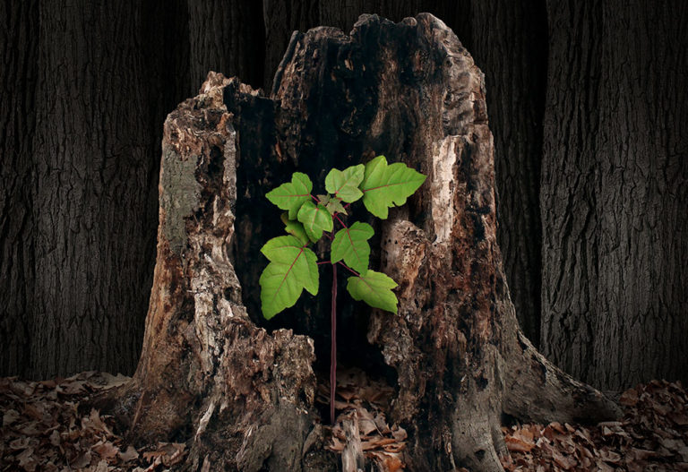 a seedling growing green in a rotting stump